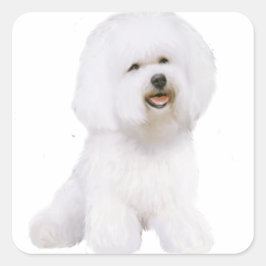 Pegatina Cuadrada Bichon Frise (A)