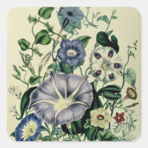 Pegatina Cuadrada Bindweed, plato 26 de 'Las Damas