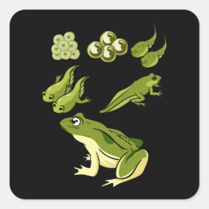 Pegatina Cuadrada Biología - Ciclo de vida de las ranas