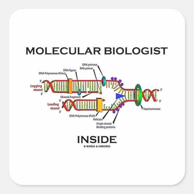 Pegatina Cuadrada Biólogo molecular interno (replicación del ADN) (Anverso)