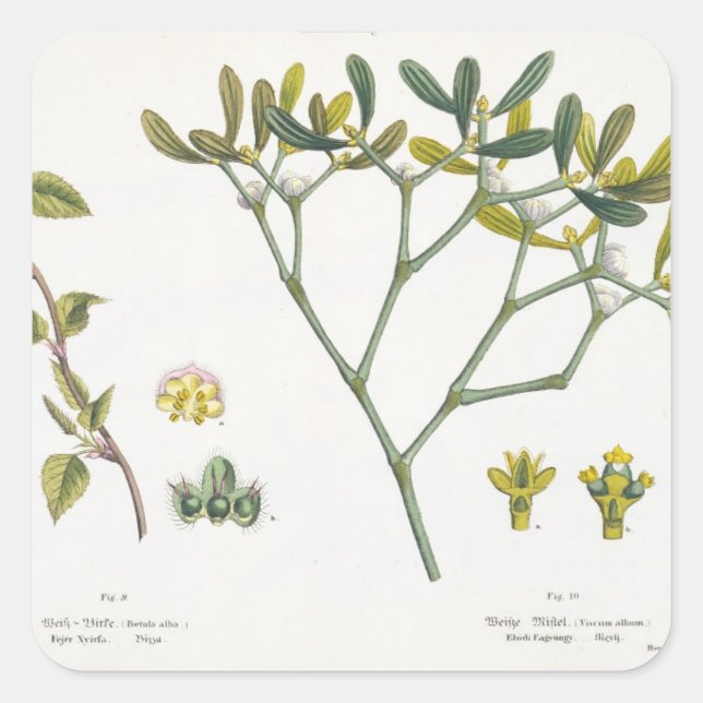 Pegatina Cuadrada Birch (izquierda) y Mistletoe (derecha), fig. 9 y  (Anverso)