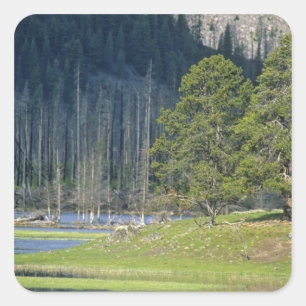 Pegatina Cuadrada Bison con cría en el Parque Nacional Yellowstone