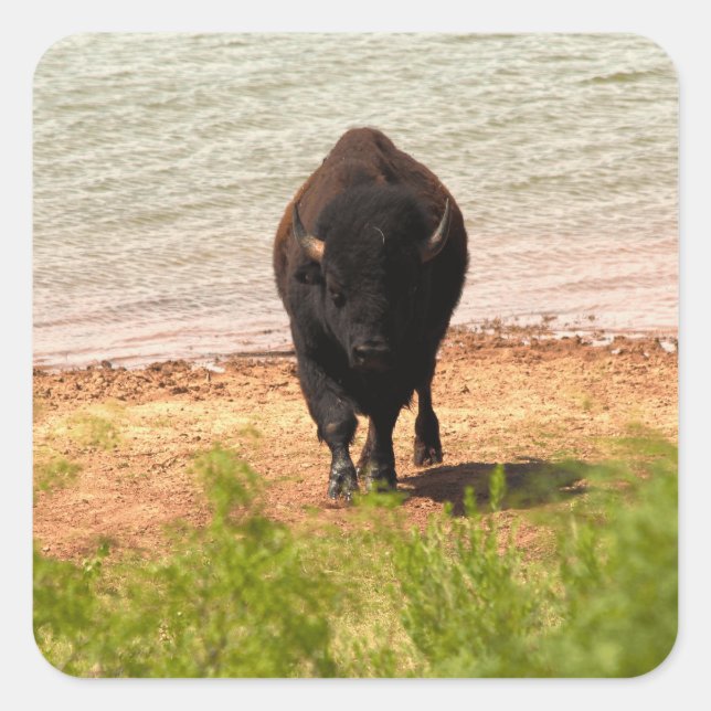 Pegatina Cuadrada Bison en el agua (Anverso)