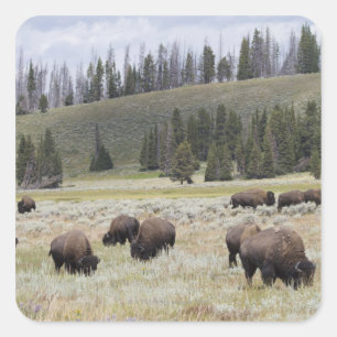 Pegatina Cuadrada Bison in the Hayden Valley of Yellowstone
