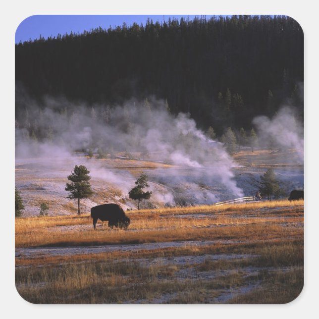 Pegatina Cuadrada Bison pastando en la cuenca Upper Geyser (Anverso)