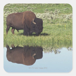 Pegatina Cuadrada Bisonte (bisonte del bisonte) en prado herboso