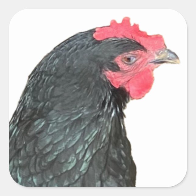 Pegatina Cuadrada Black Australorp Hen (Anverso)