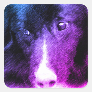 Pegatina Cuadrada Black Border Collie Animal Art