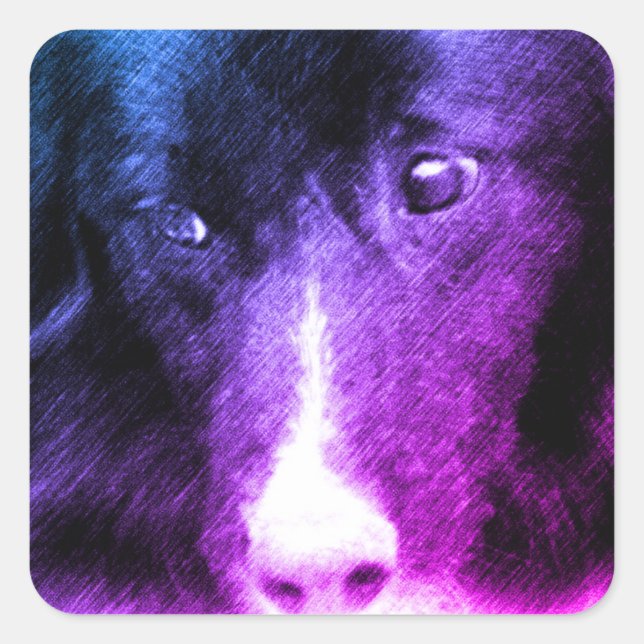 Pegatina Cuadrada Black Border Collie Animal Art (Anverso)