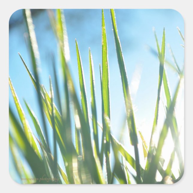 Pegatina Cuadrada Blades iluminados por el sol (Anverso)