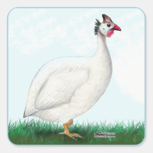 Pegatina Cuadrada Blanco de Guinea