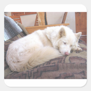 Pegatina Cuadrada blanco husky siberiano durmiendo