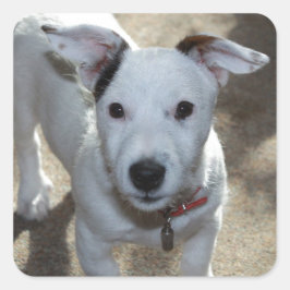 Pegatina Cuadrada Blanco Y Negro De Jack Russell Puppy