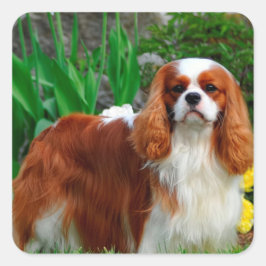 Pegatina Cuadrada Blenheim Cavalier King Charles Spaniel Perro de Ca