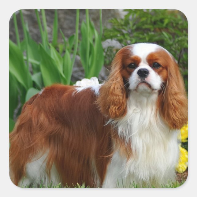 Pegatina Cuadrada Blenheim Cavalier King Charles Spaniel Perro de Ca (Anverso)