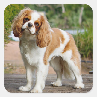 Pegatina Cuadrada Blenheim Cavalier King Charles Spaniel Perro de Ca