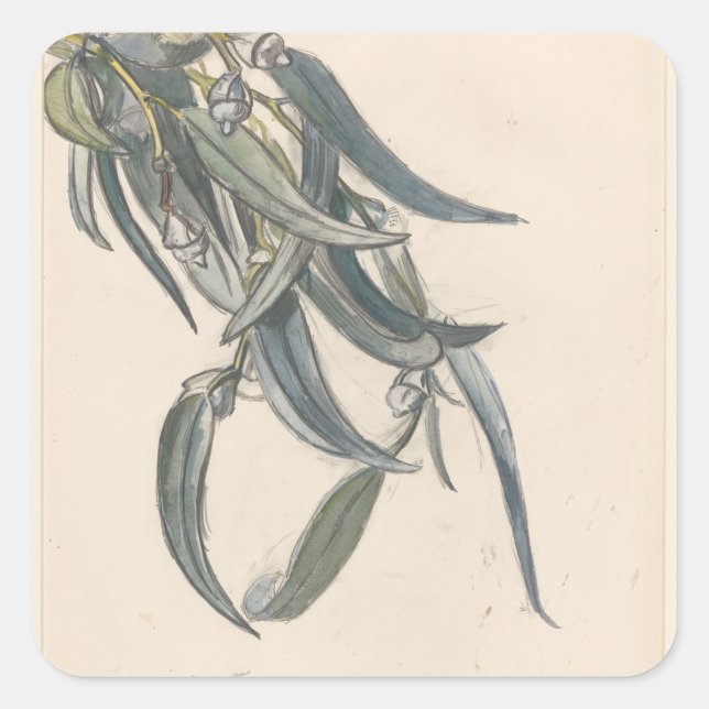 Pegatina Cuadrada Bloeiende tak van een eucalyptus (Anverso)