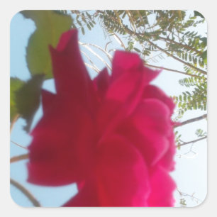 Pegatina Cuadrada Bloom celestial: Un Rosa contra el cielo