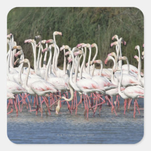Pegatina Cuadrada Bloqueo de flamencos wading, Francia