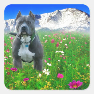 Pegatina Cuadrada Blue American Pit Bull Terrier, Pico de Cerdos