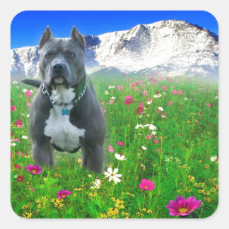 Pegatina Cuadrada Blue American Pit Bull Terrier, Pico de Cerdos