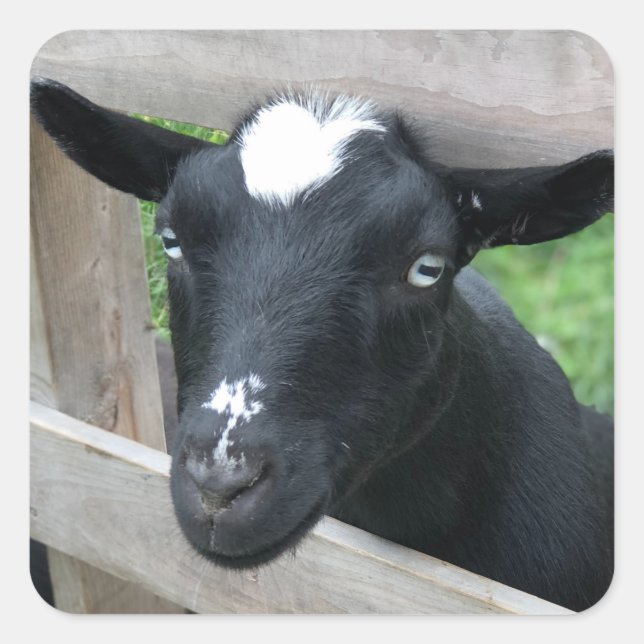 Pegatina Cuadrada Blue Eyed Black Nigerian Dwarf Dairy Goat (Anverso)