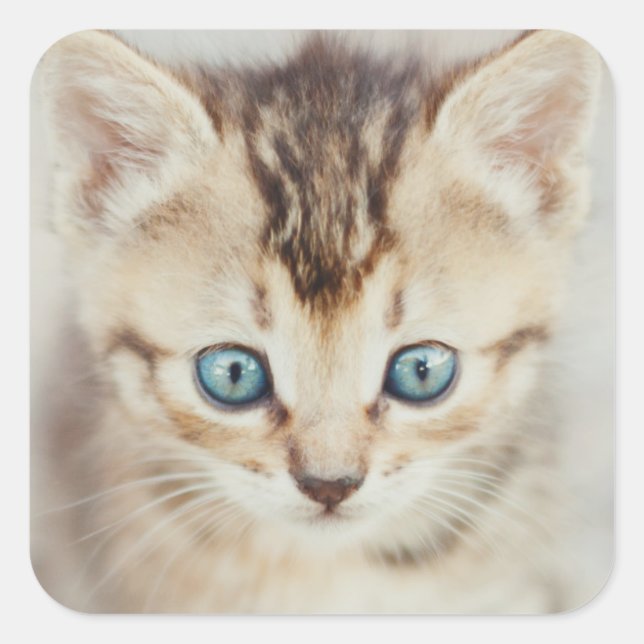 Pegatina Cuadrada Blue Eyed Kitty (Anverso)