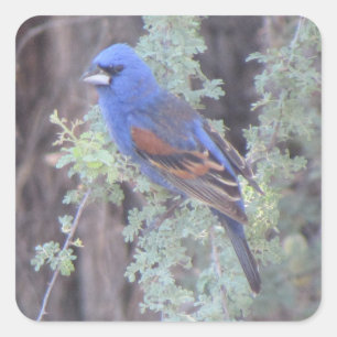 Pegatina Cuadrada Blue Grosbeak