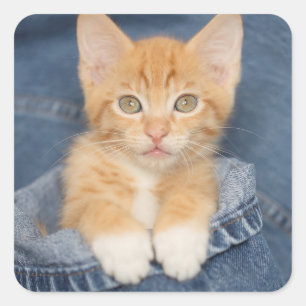 Pegatina Cuadrada Blue Jean Baby Naranja Kitten