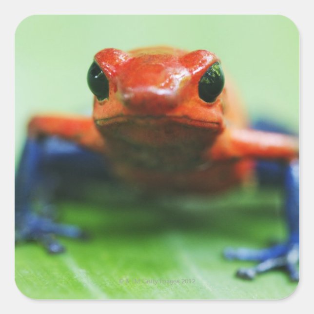 Pegatina Cuadrada Blue Jean Frog (Anverso)