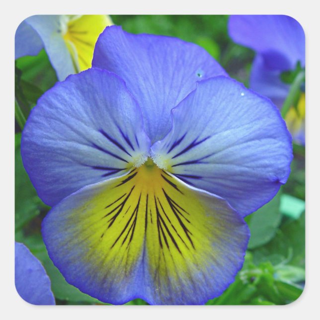 Pegatina Cuadrada Blue Pansy (Anverso)