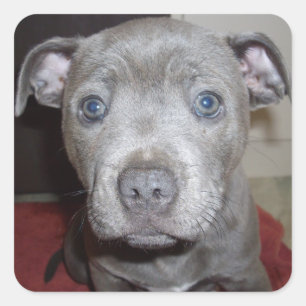 Pegatina Cuadrada Blue Staffordshire Bull Terrier Puppy,