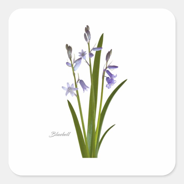 Pegatina Cuadrada Bluebell (Anverso)
