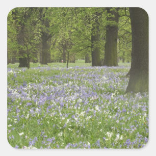 Pegatina Cuadrada Bluebells y robles en primavera, Pequeña Hagley
