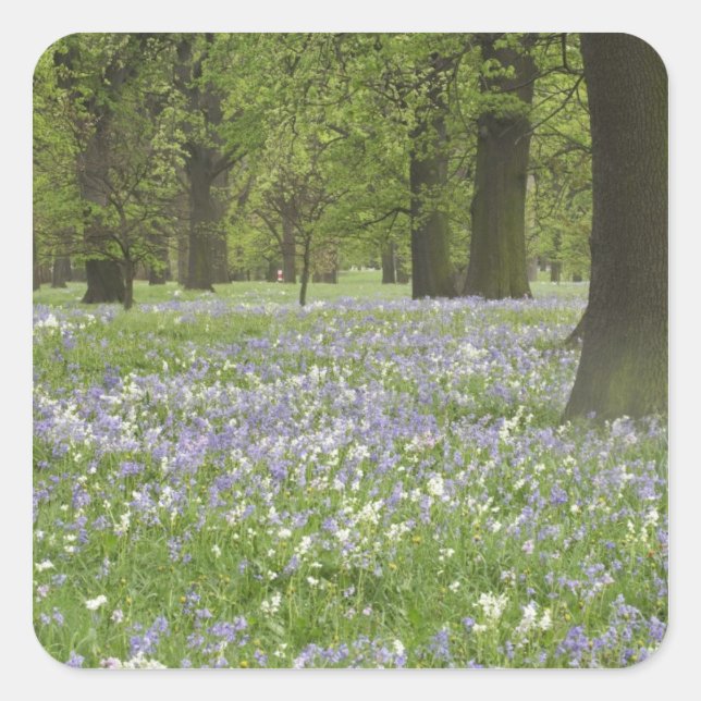 Pegatina Cuadrada Bluebells y robles en primavera, pequeño Hagley (Anverso)