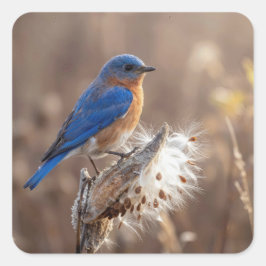 Pegatina Cuadrada Bluebird on a Milkweed Pod
