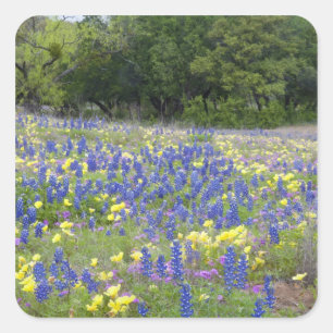 Pegatina Cuadrada Bluebonnets, primrose y phlox
