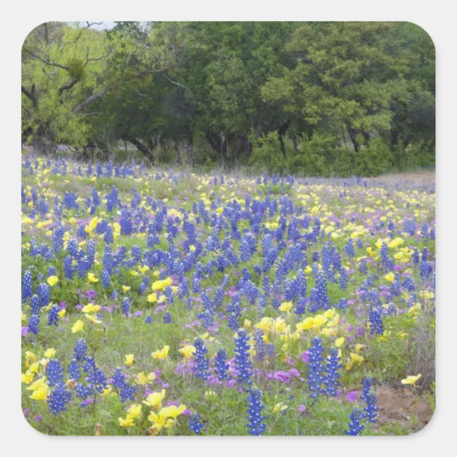 Pegatina Cuadrada Bluebonnets, primrose y phlox (Anverso)