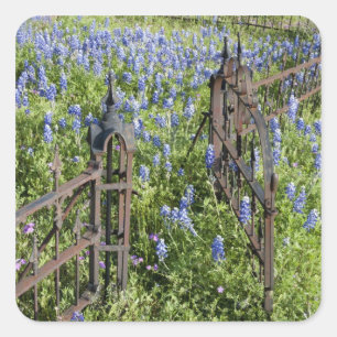 Pegatina Cuadrada Bluebonnets y la puerta del cementerio circundante