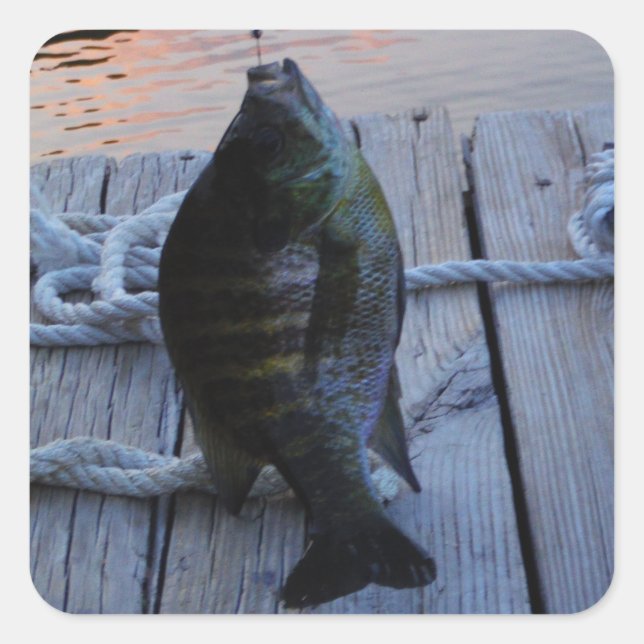 Pegatina Cuadrada Bluegill al atardecer Lago Arrowhead (Anverso)