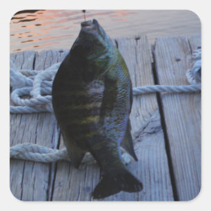 Pegatina Cuadrada Bluegill al atardecer Lago Arrowhead