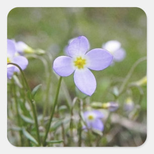 Pegatina Cuadrada Bluets - señoras del Quaker