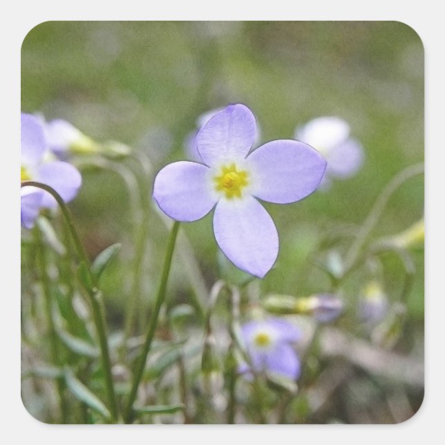 Pegatina Cuadrada Bluets - señoras del Quaker (Anverso)