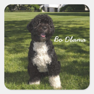 Pegatina Cuadrada Bo Obama
