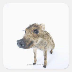 Pegatina Cuadrada Boar salvaje