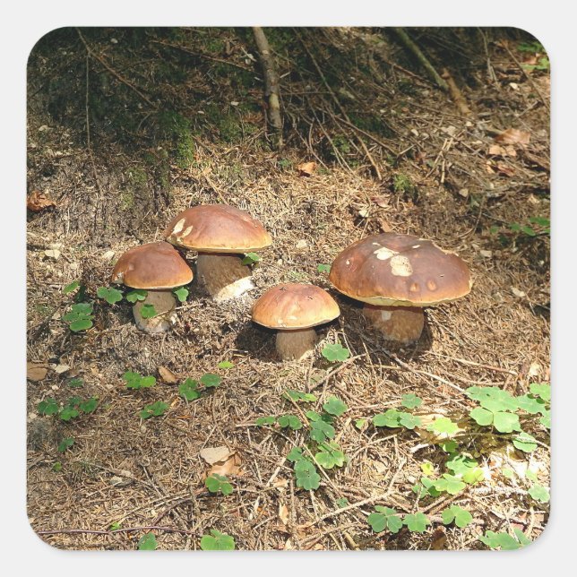 Pegatina Cuadrada boletus (Anverso)