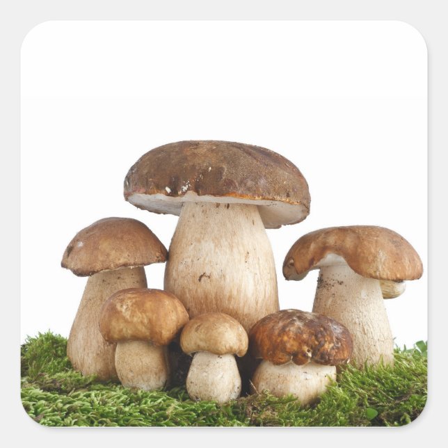 Pegatina Cuadrada Boletus Edulis mushrooms (Anverso)