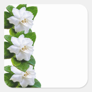 Regalos Gardenia Flor Bella 