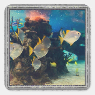Pegatina Cuadrada Bonito Acuario Fish