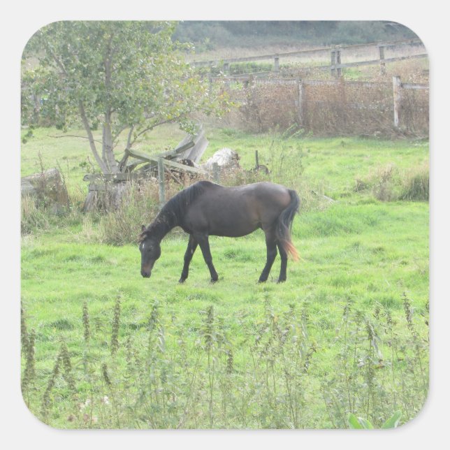 Pegatina Cuadrada Bonito Brown Caballo fuera en Pegatinas de la Gran (Anverso)